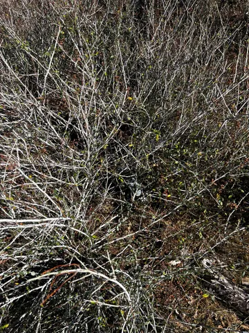 $250,000 | 1465 Bald Rock Road, Berry Creek, CA 95916