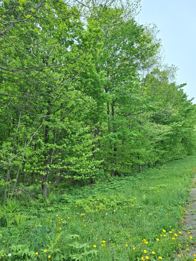0 Mt Tom Road Springfield Center, NY 13468 - Photo 10 of 14