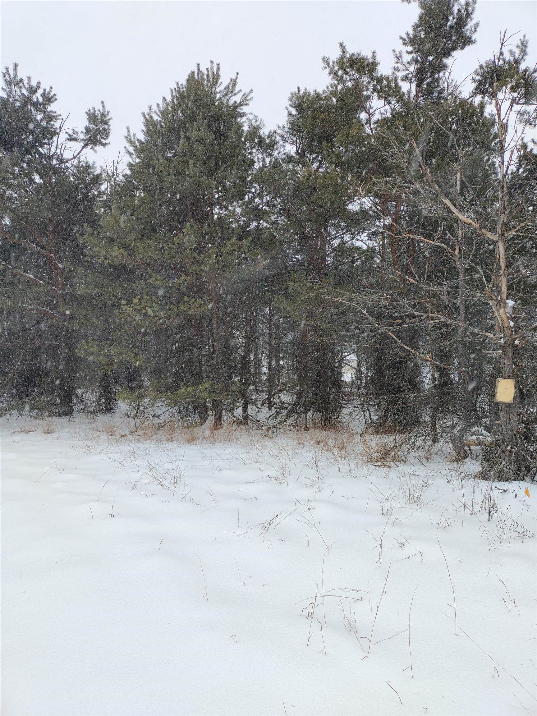 0 Old Pineway Trail Mesick, MI 49668 - Photo 5 of 12