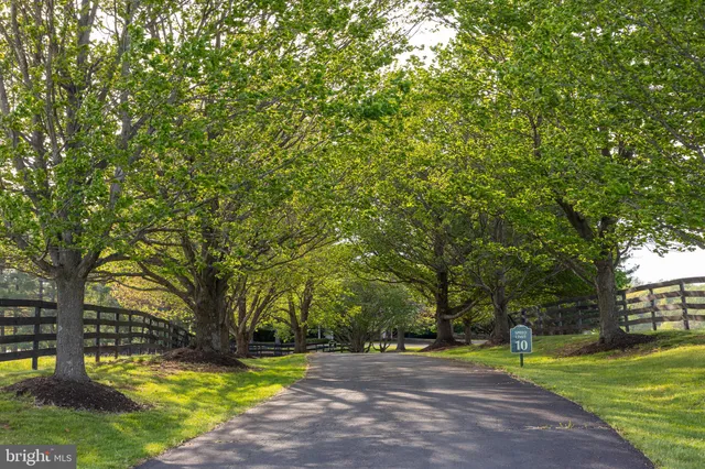 a view of a park with large trees