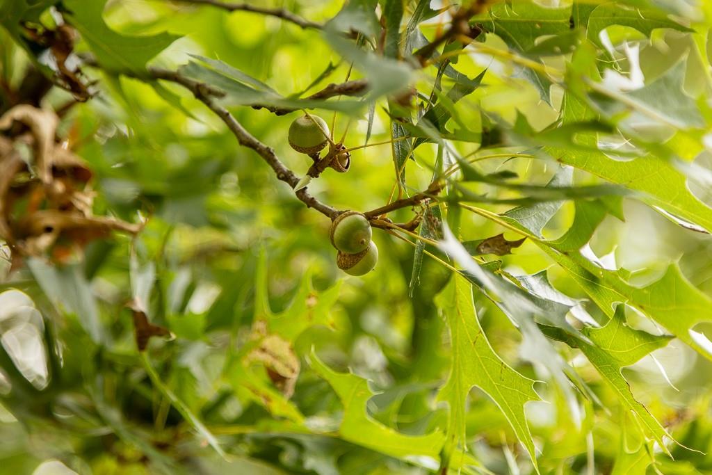 5 Southeast 1151st Road Windsor, MO 65360 - Photo 23 of 29