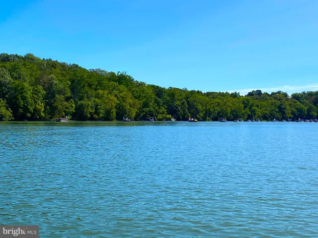a view of a yard with plants and large trees