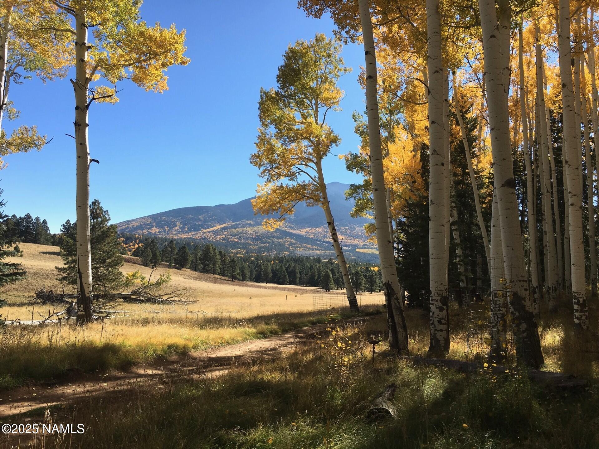 0 Forest Service 900 1k Road Northeast Flagstaff, AZ 86001 - Photo 6 of 25 a view of a yard with a tree