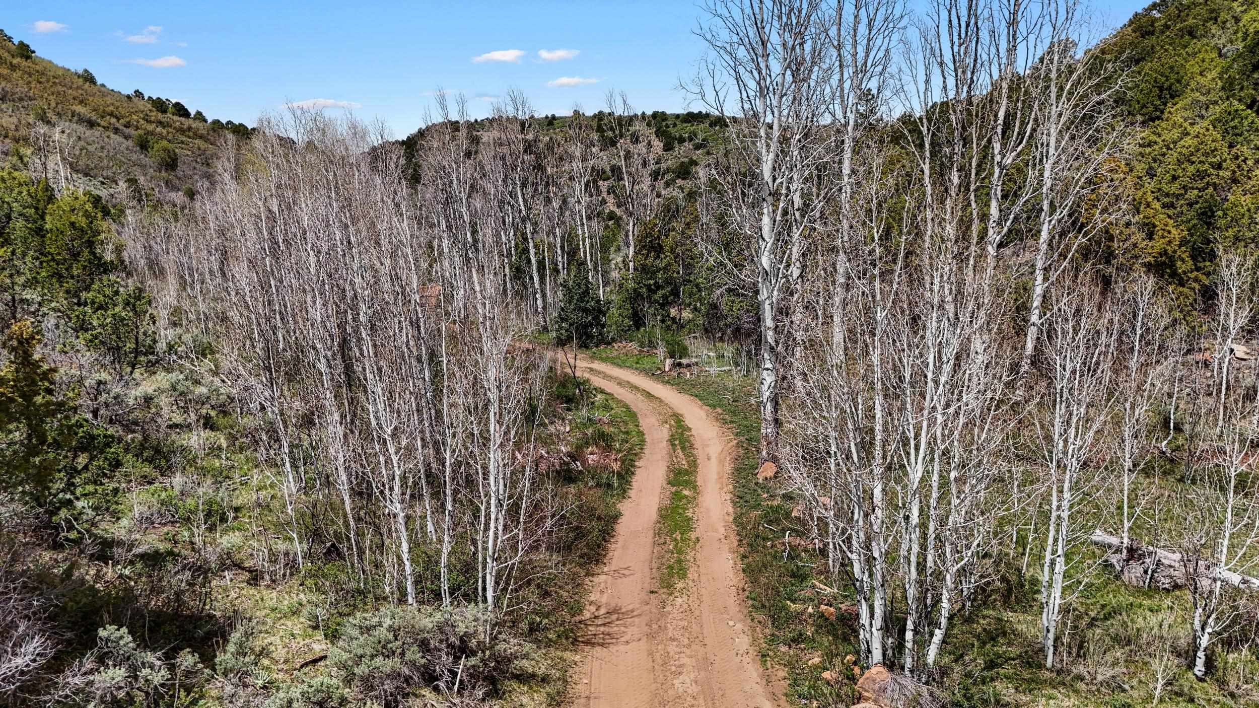 7465 Uncompahgre Divide Road Whitewater, CO 81527 - Photo 32 of 41 a view of a large yard with large trees