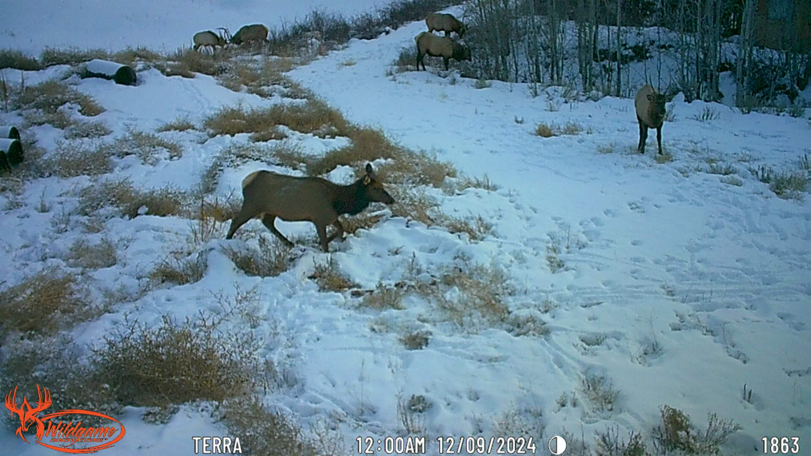 7465 Uncompahgre Divide Road Whitewater, CO 81527 - Photo 38 of 41 a view of hen in the cage outside a house