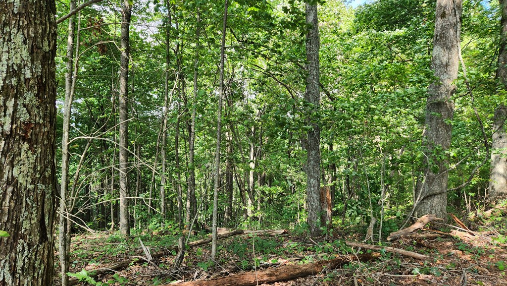 Lot 32 Calvender Road Turtletown, TN 37391 - Photo 15 of 15 a view of a lush green forest