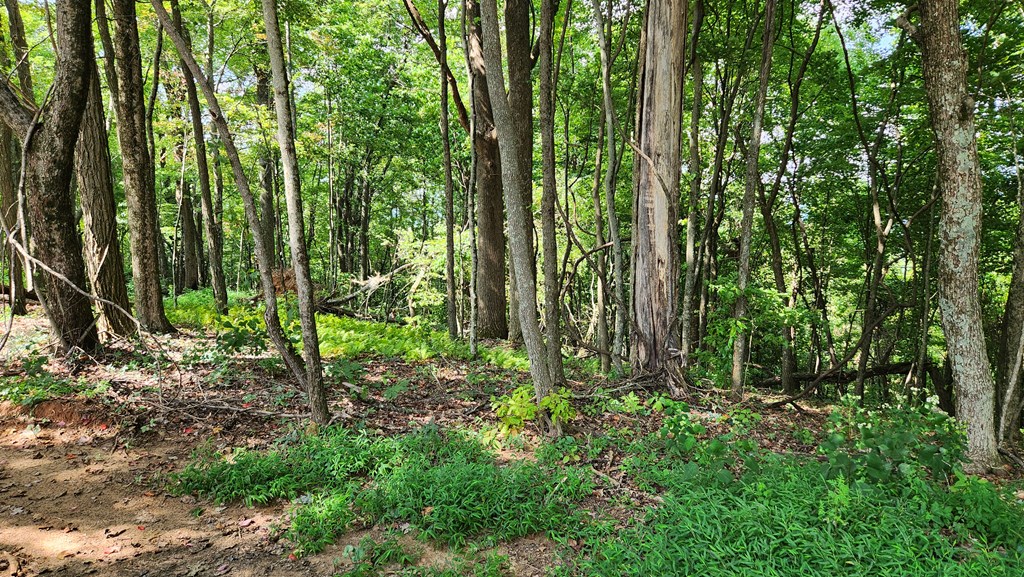 Lot 32 Calvender Road Turtletown, TN 37391 - Photo 3 of 15