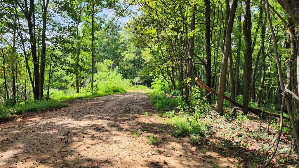 Lot 32 Calvender Road Turtletown, TN 37391 - Photo 5 of 15 a view of a yard with large trees
