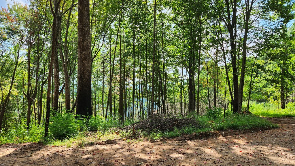 Lot 32 Calvender Road Turtletown, TN 37391 - Photo 6 of 15 a view of outdoor space and green space