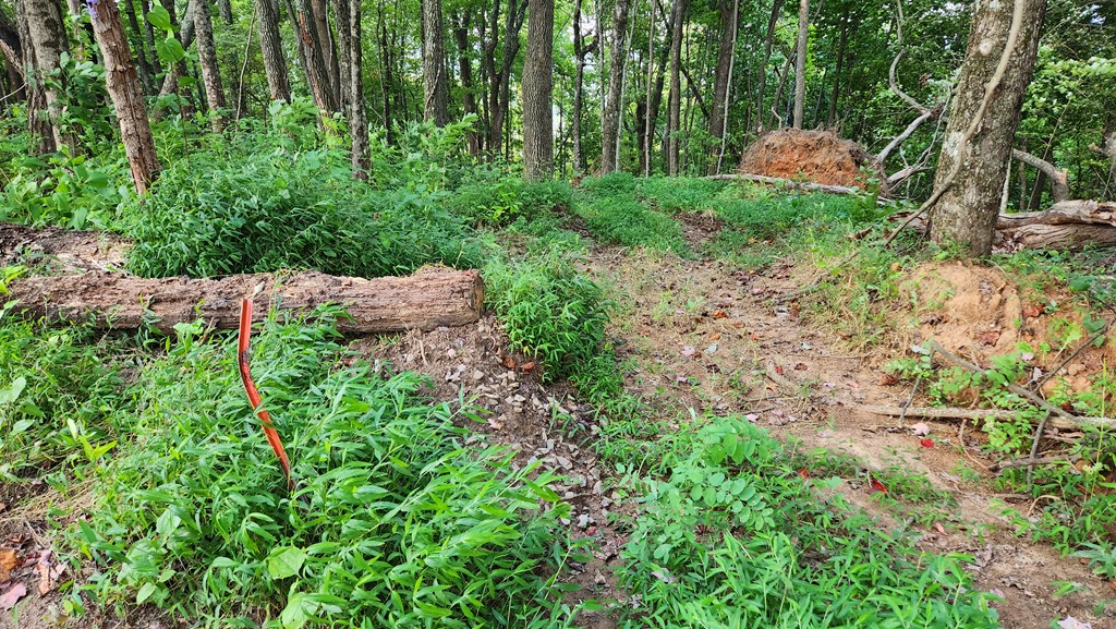 Lot 32 Calvender Road Turtletown, TN 37391 - Photo 7 of 15 a backyard of a house with lots of green space
