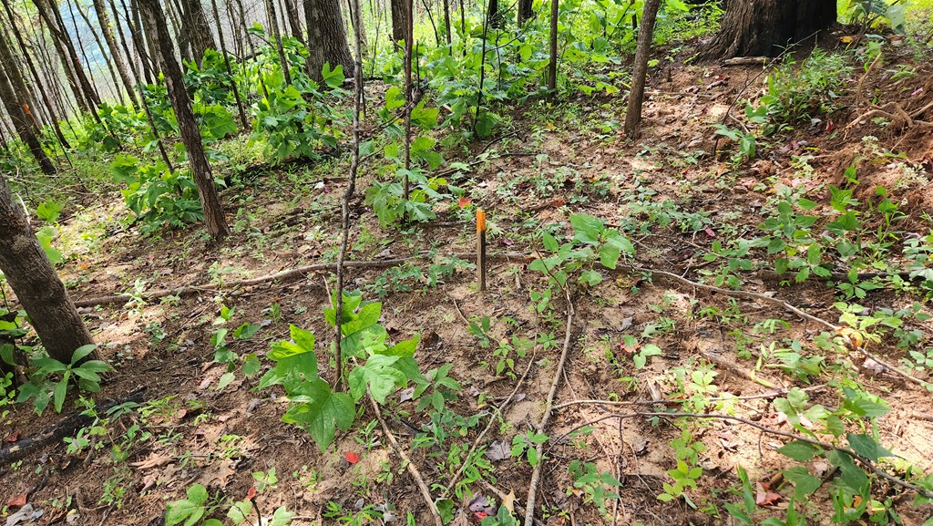 Lot 32 Calvender Road Turtletown, TN 37391 - Photo 8 of 15 a plant view in yard