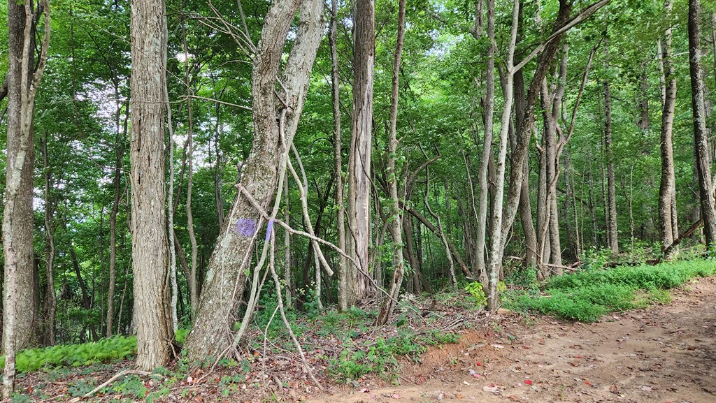 Lot 32 Calvender Road Turtletown, TN 37391 - Photo 10 of 15 a view of outdoor space and green space