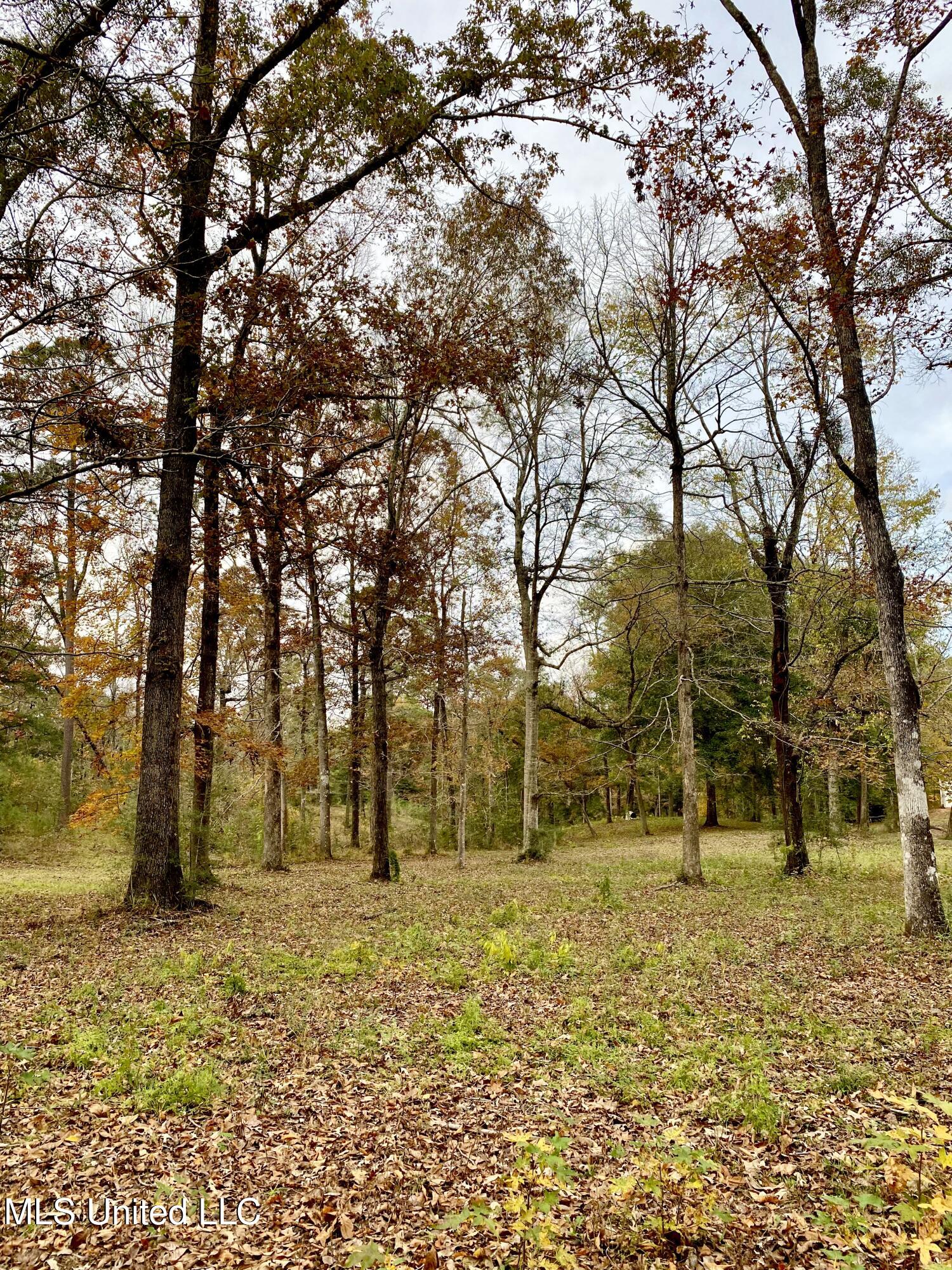 0 Albert Prince Road Carriere, MS 39426 - Photo 12 of 14 IMG_1188