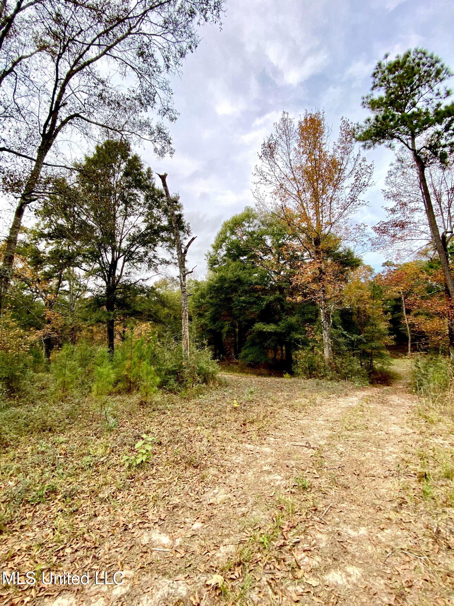 0 Albert Prince Road Carriere, MS 39426 - Photo 4 of 14 IMG_1180