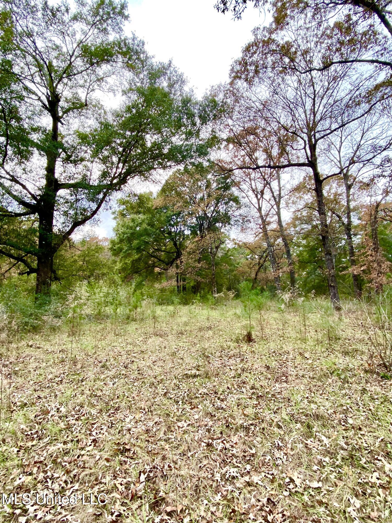 0 Albert Prince Road Carriere, MS 39426 - Photo 6 of 14 IMG_1182