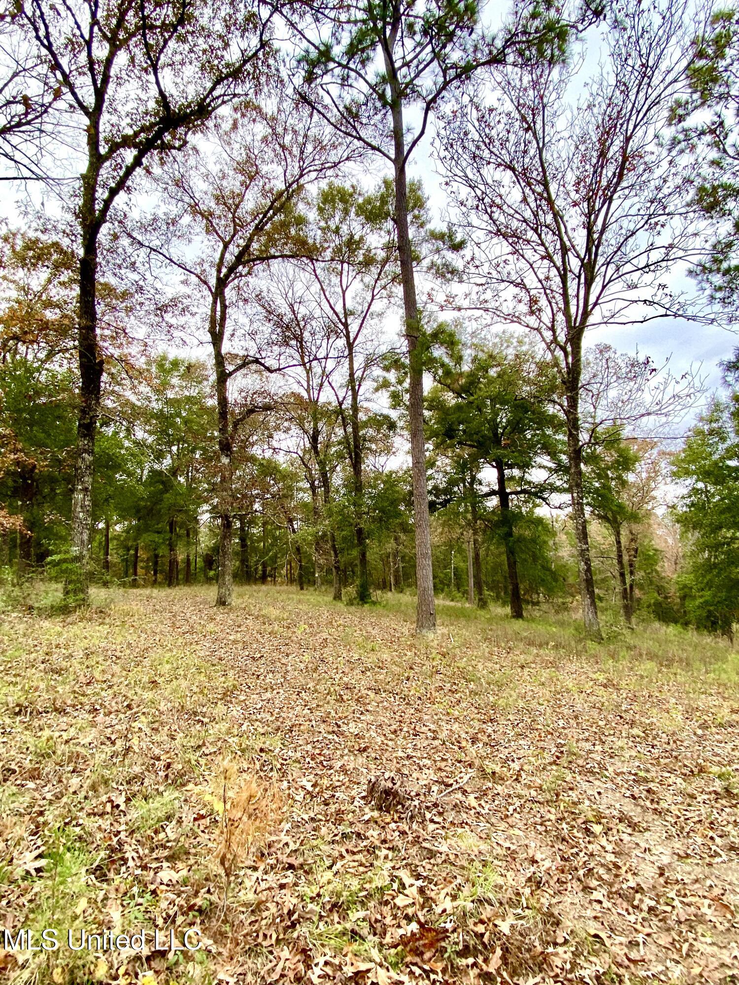 0 Albert Prince Road Carriere, MS 39426 - Photo 7 of 14 IMG_1183