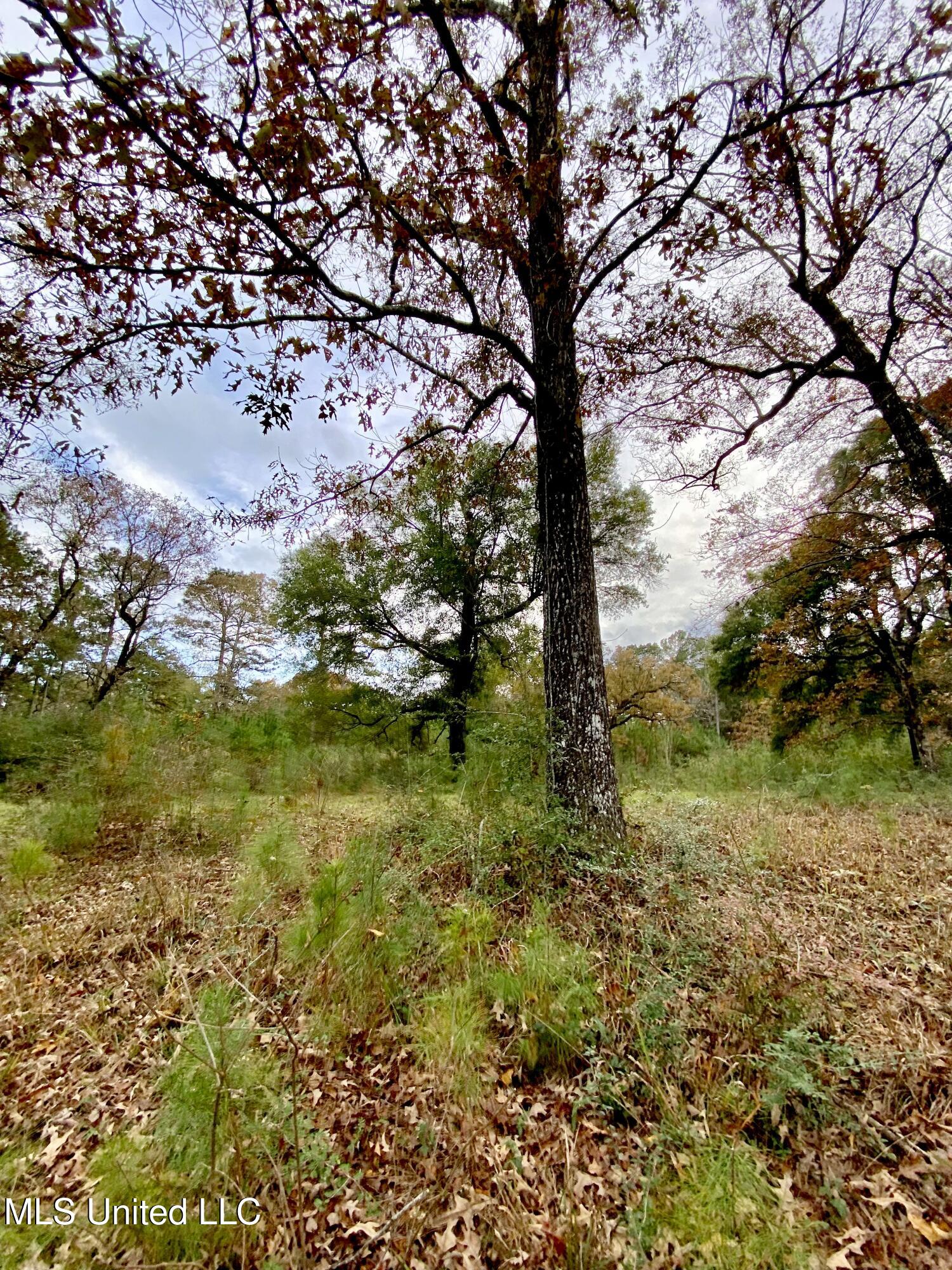 0 Albert Prince Road Carriere, MS 39426 - Photo 8 of 14 IMG_1184