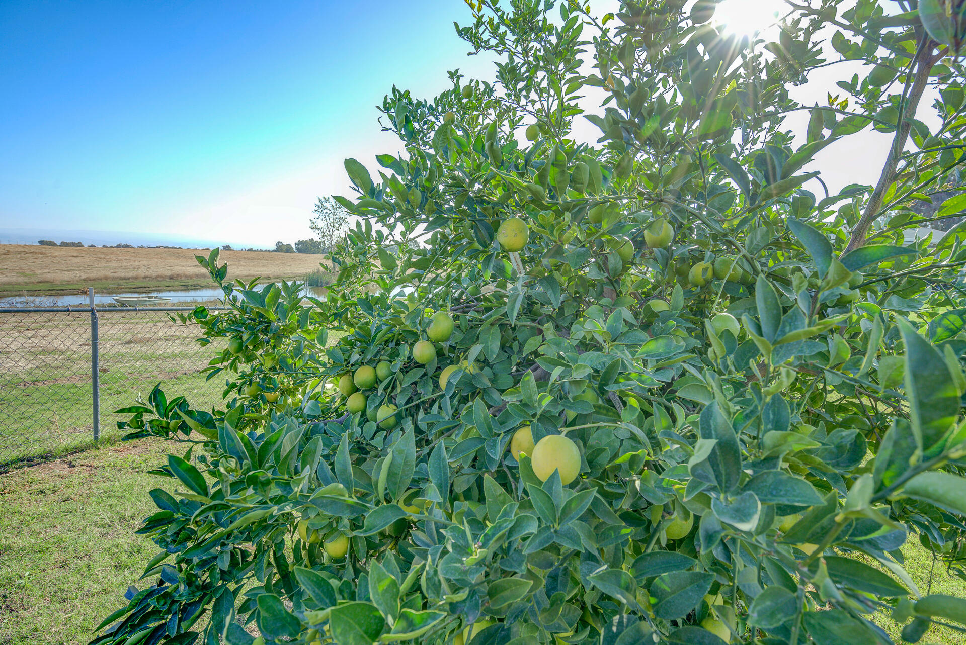 2730 Hall Road Corning, CA 96021 - Photo 39 of 52 a view of a garden