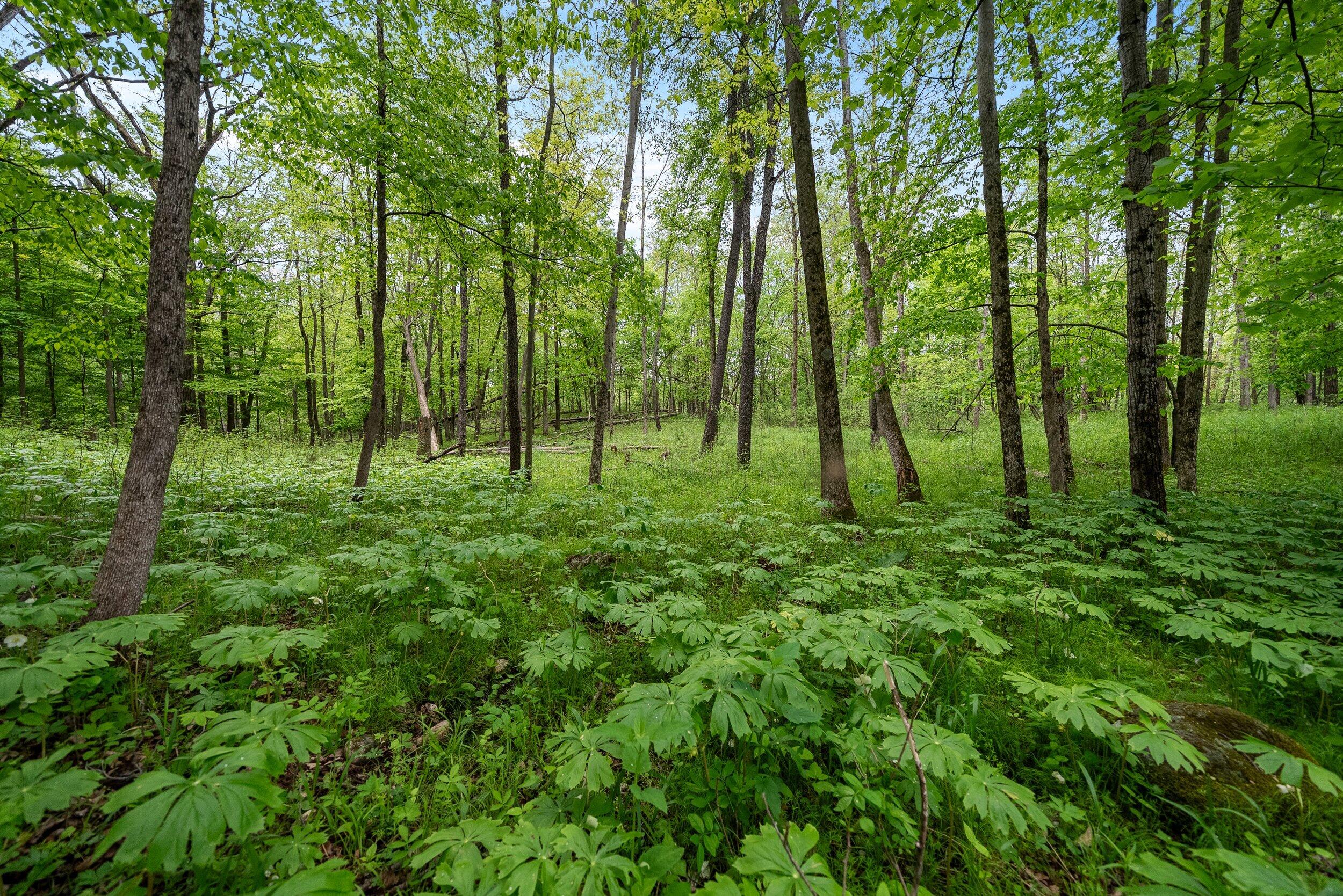 Lt1 Maple Road Chili, WI 54420 - Photo 27 of 44 Middle Coast-20 (18)