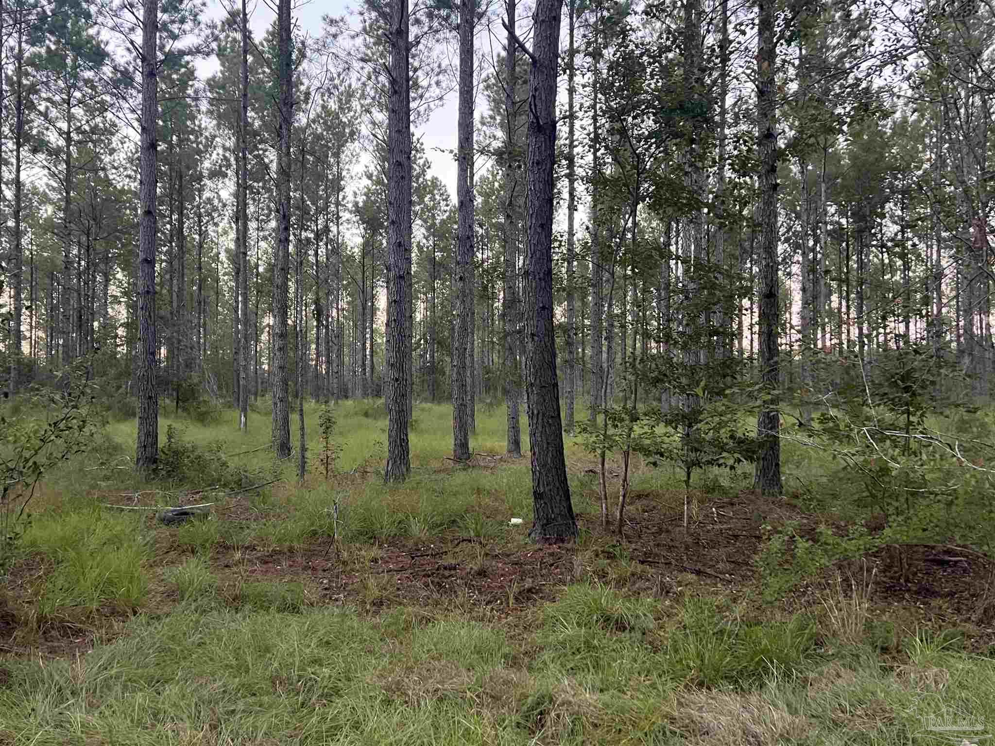 Lot 2 Wallace Lake Road Pace, FL 32571 - Photo 1 of 2 a view of a forest that has large trees