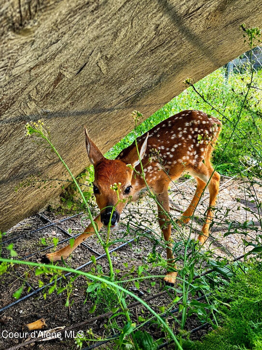 3018 South Signal Point Road Post Falls, ID 83854 - Photo 61 of 117 Visting Bambi :-)