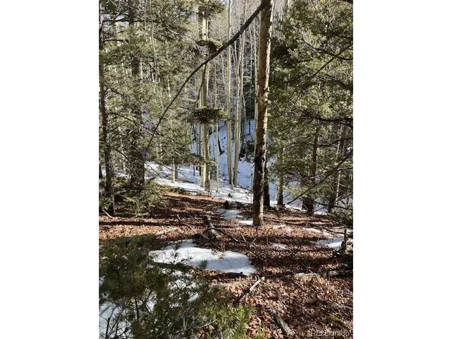 a picture of a tree in a backyard