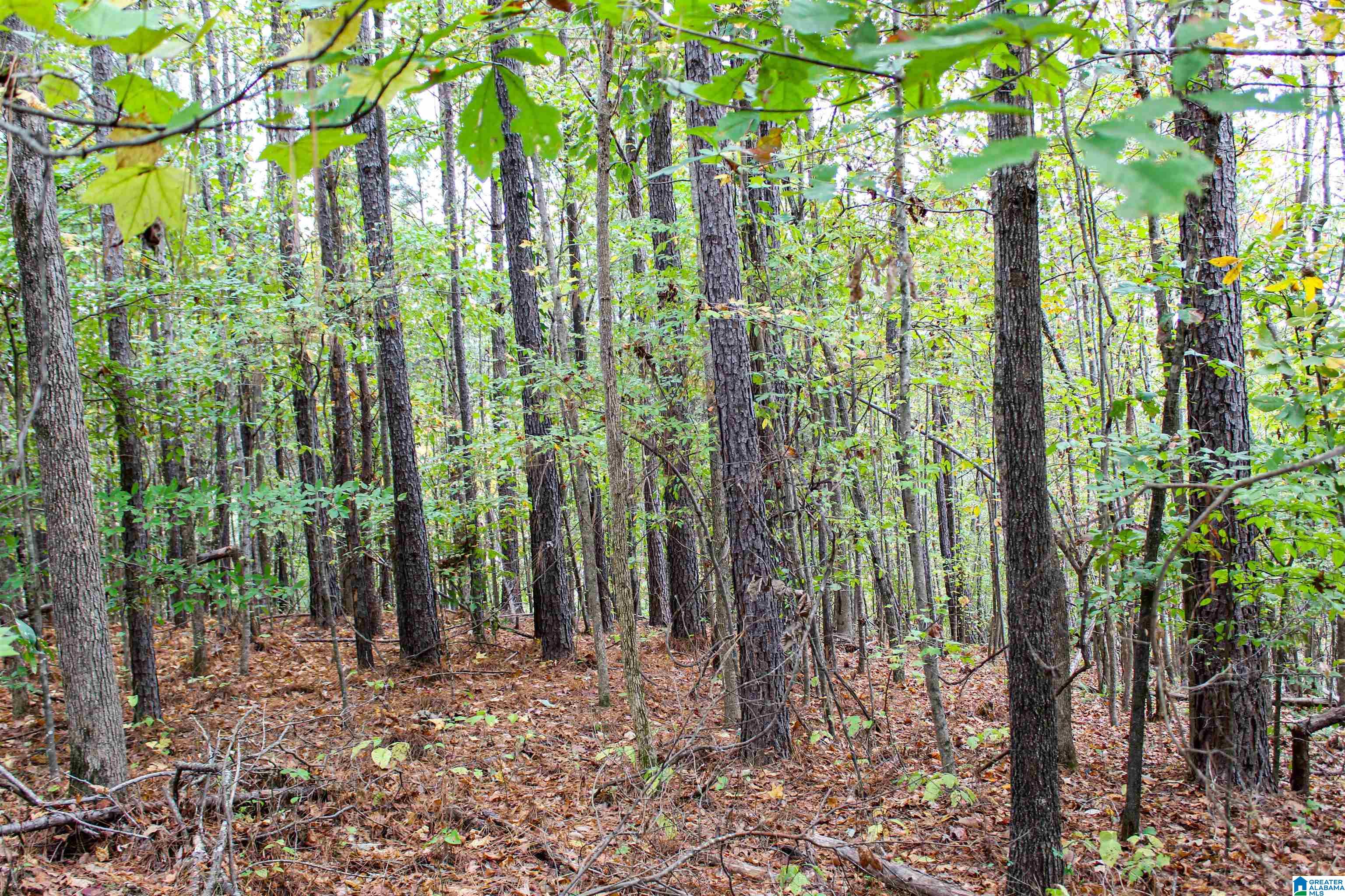 1 Williams Road, Unit 1 Jasper, AL 35504 - Photo 8 of 46 Gallery Image 8