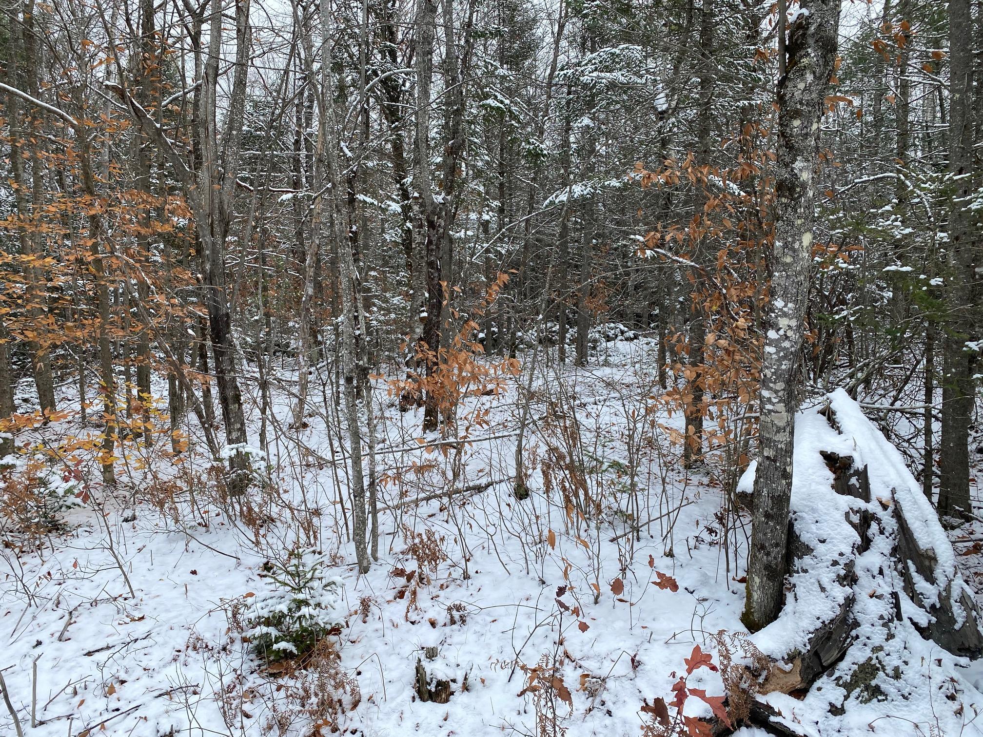 0 Choate Road Montville, ME 04941 - Photo 11 of 11 IMG_2264