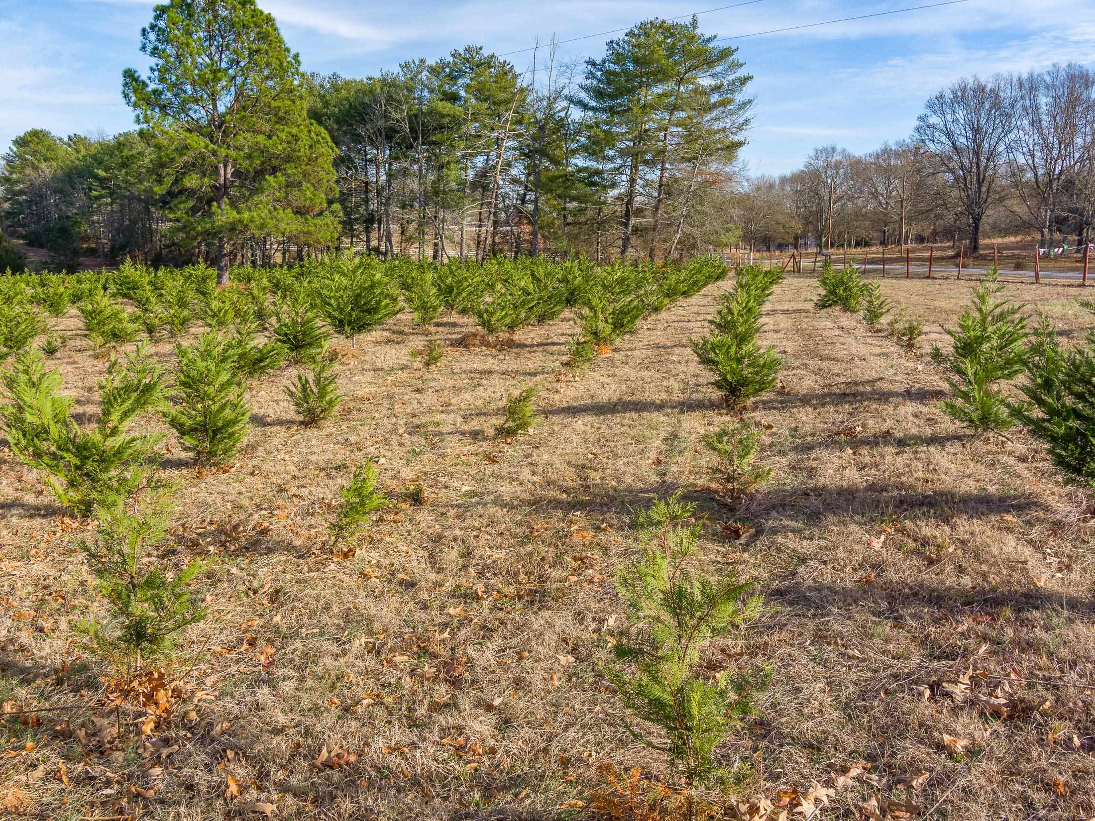 418 Martin Camp Road Chesnee, SC 29323 - Photo 4 of 27