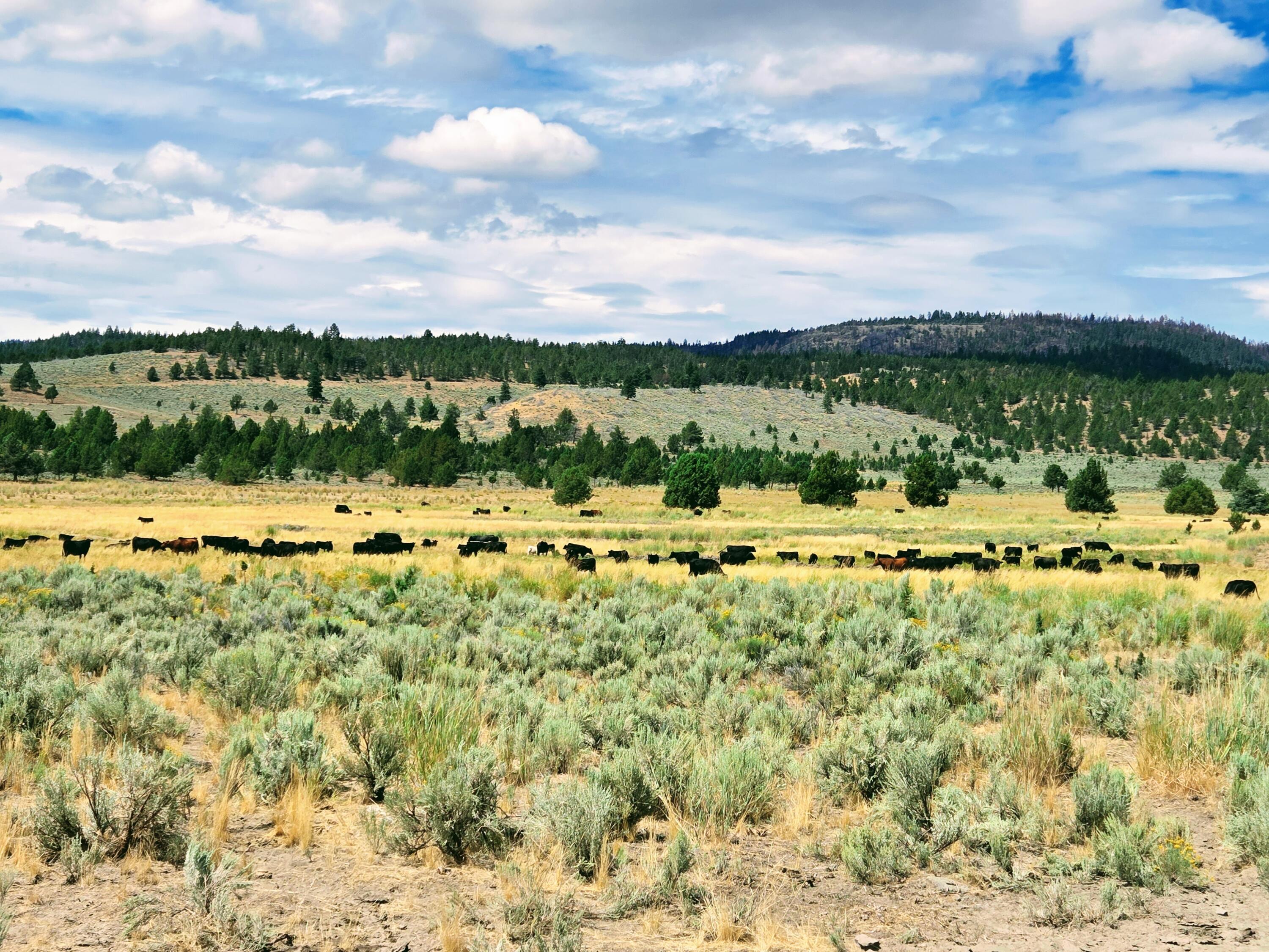 32500 Tackman Road Prineville, OR 97754 - Photo 64 of 112 image (40)