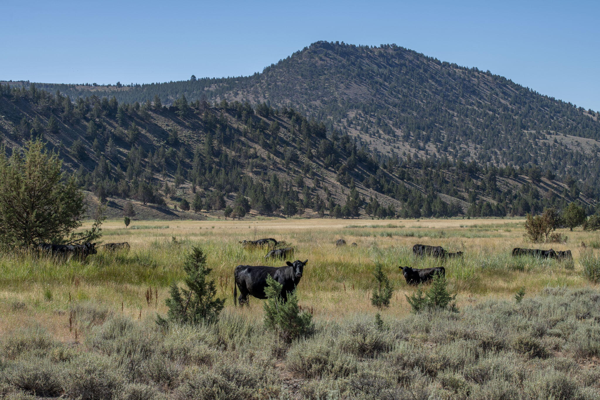 32500 Tackman Road Prineville, OR 97754 - Photo 67 of 112 67-web-or-mls-DSC_6707