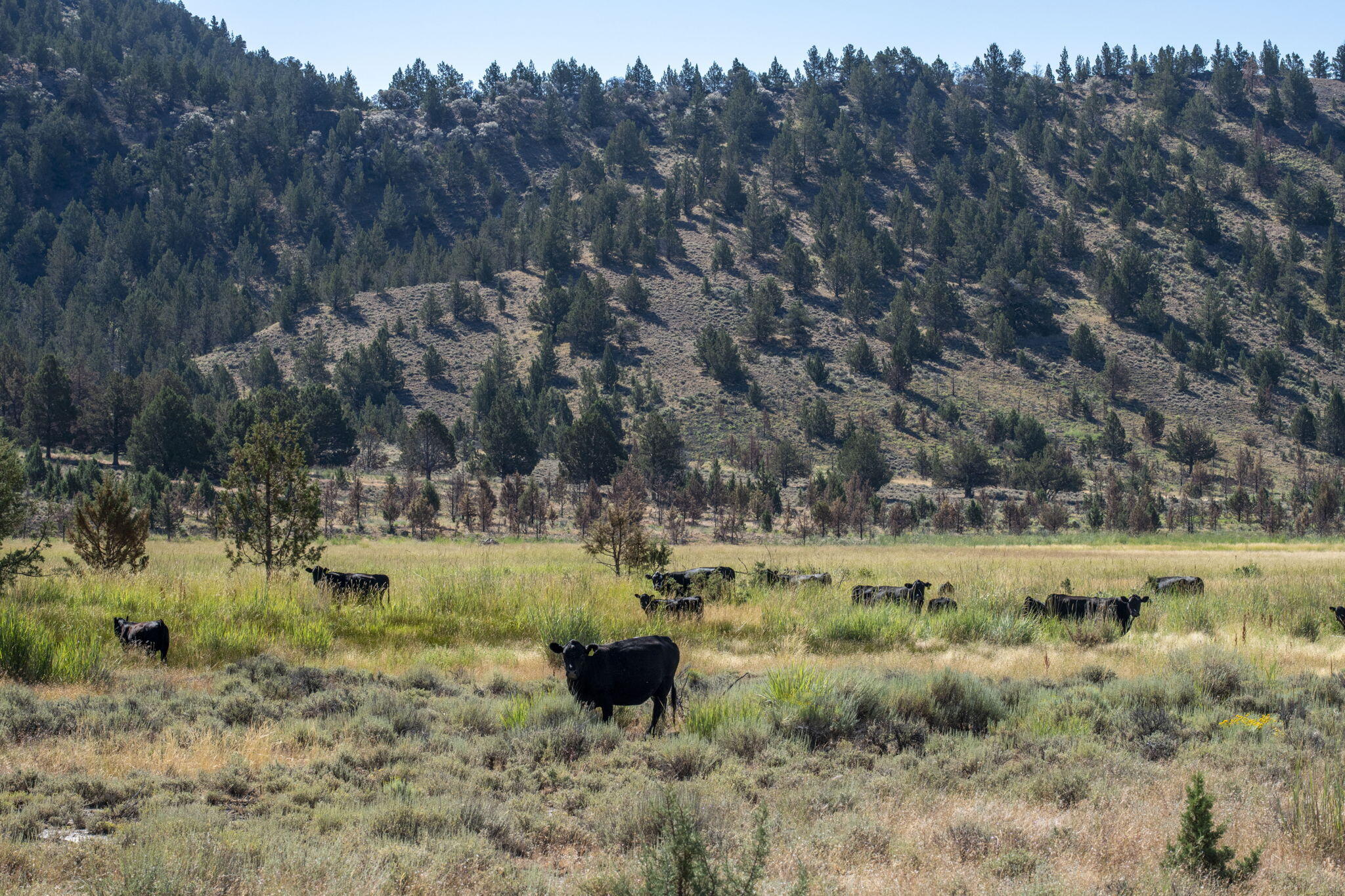 32500 Tackman Road Prineville, OR 97754 - Photo 69 of 112 66-web-or-mls-DSC_6705