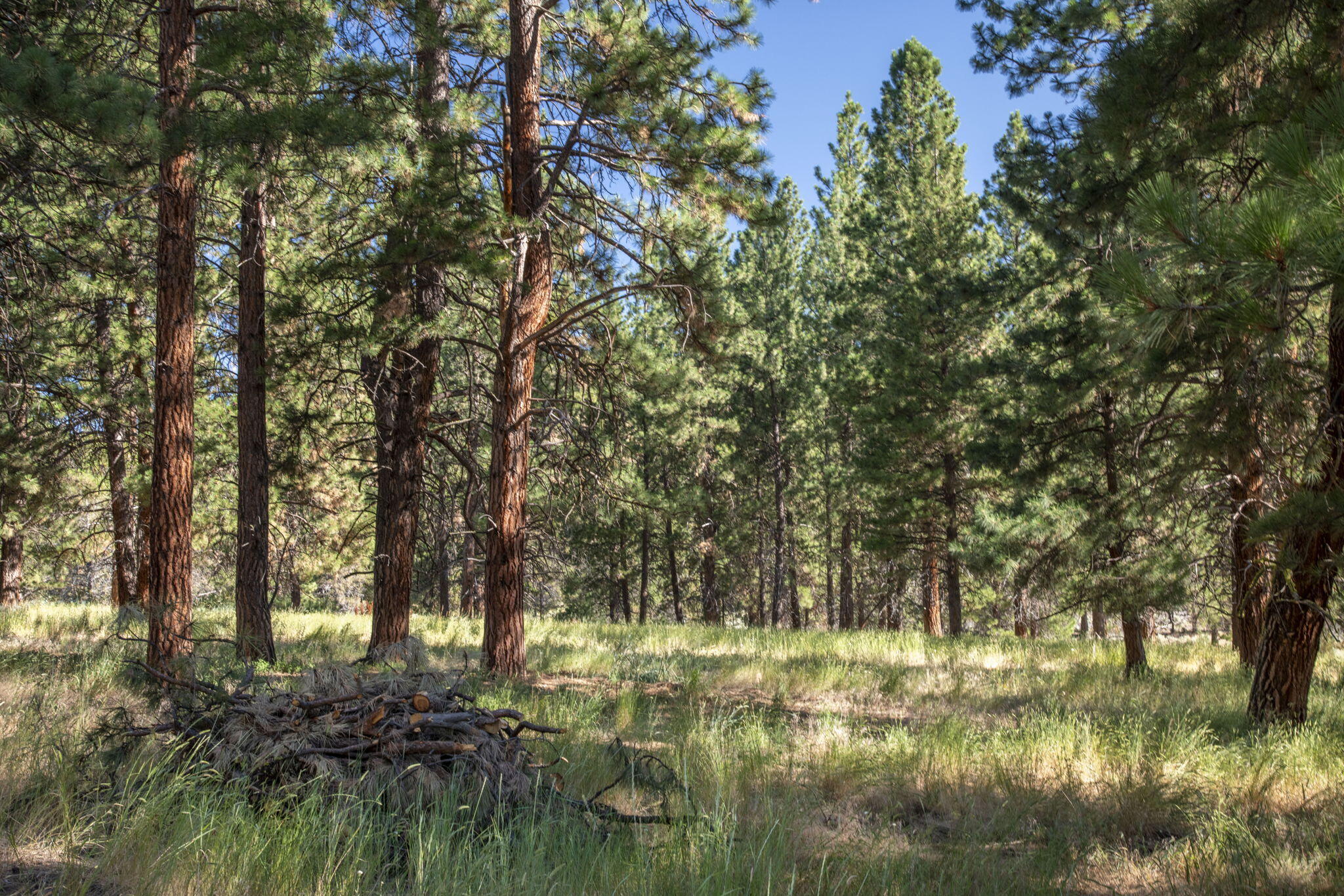 32500 Tackman Road Prineville, OR 97754 - Photo 73 of 112 40-web-or-mls-DSC_6663