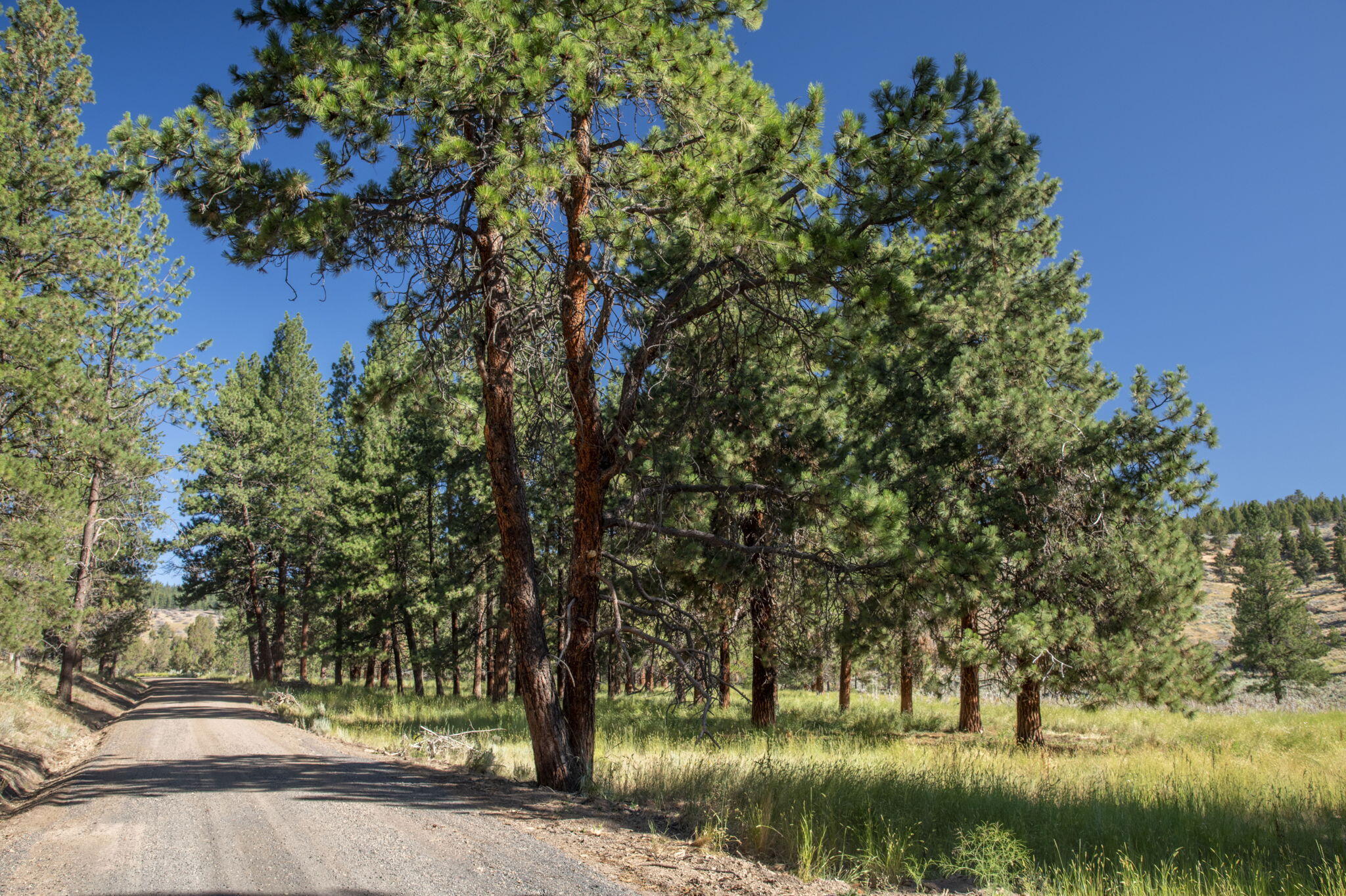 32500 Tackman Road Prineville, OR 97754 - Photo 75 of 112 38-web-or-mls-DSC_6660