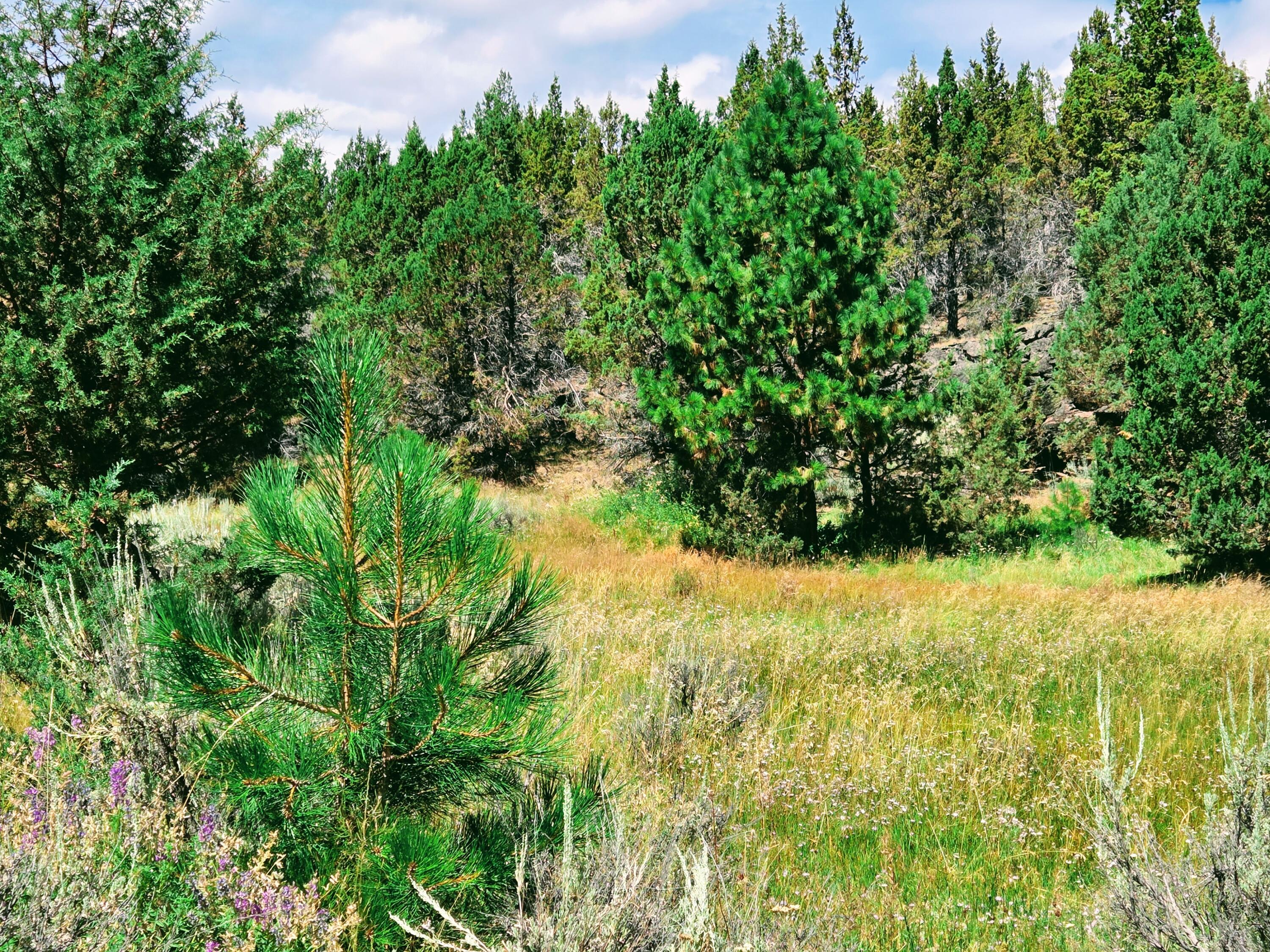 32500 Tackman Road Prineville, OR 97754 - Photo 85 of 112 image (46)