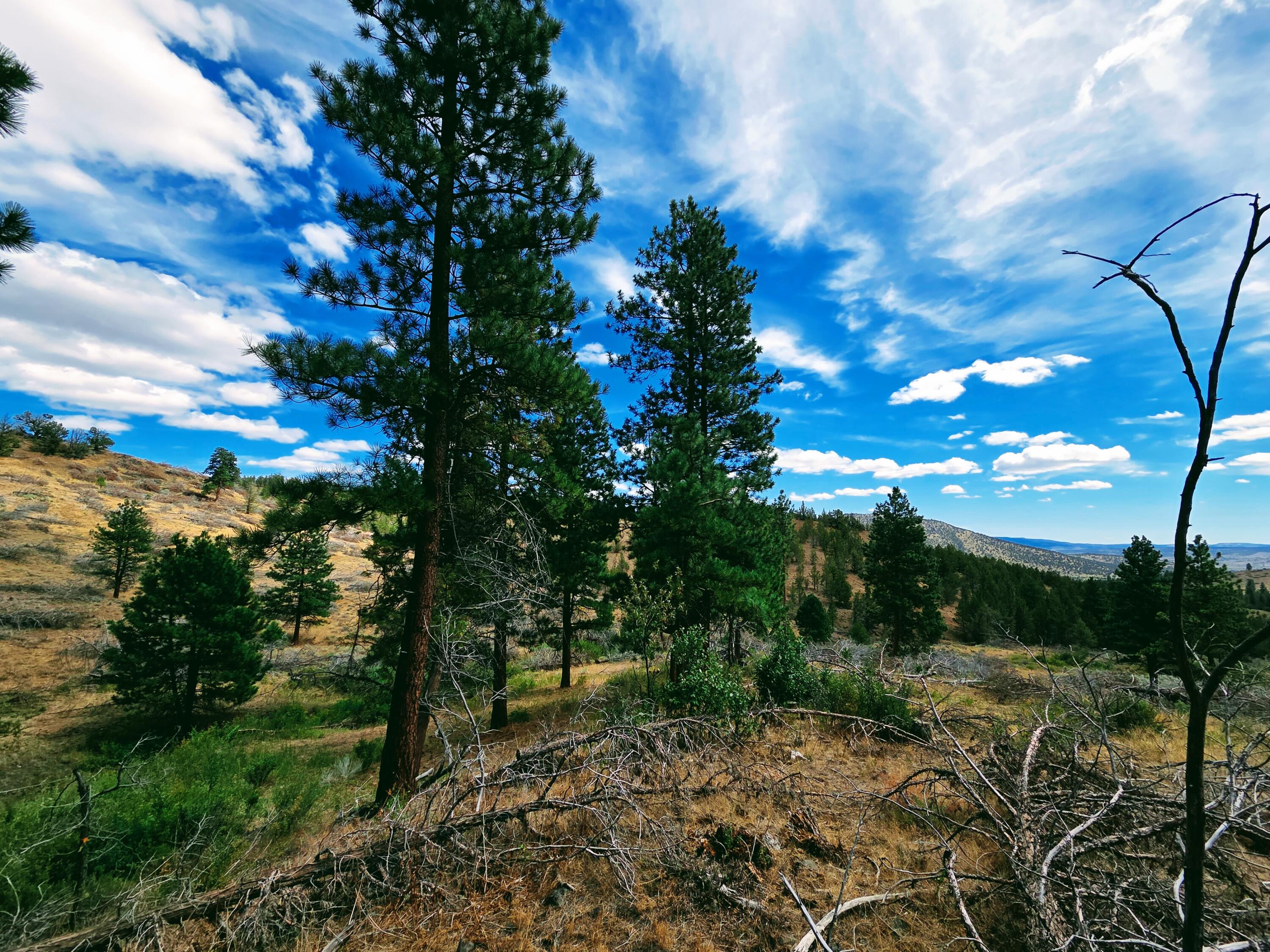 32500 Tackman Road Prineville, OR 97754 - Photo 86 of 112 image (4)