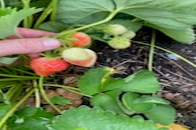 $795,000 | 2636 Highway 3, Pittsford, VT 05744