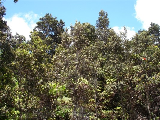 152 Kalaninauli Road Volcano, HI 96785 - Photo 1 of 3 Gallery Image 1