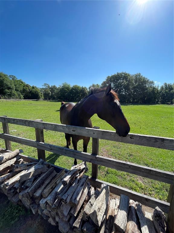 316 Old Mill Road Deltona, FL 32725 - Photo 37 of 64 horse at the fence in backyard