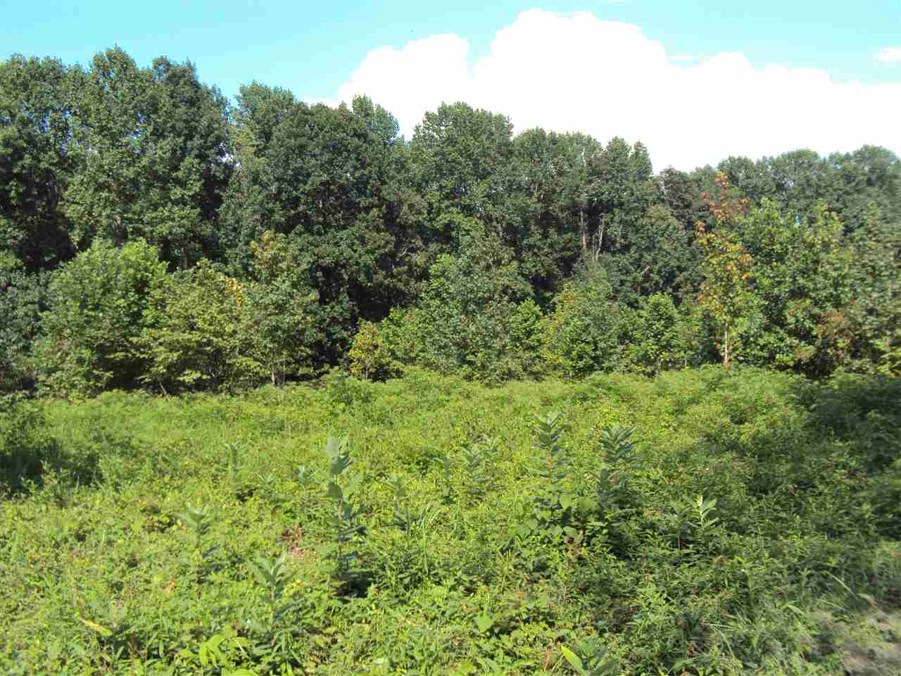 182 Riverview Road Scottsville, KY 42164 - Photo 4 of 22 Gallery Image 4
