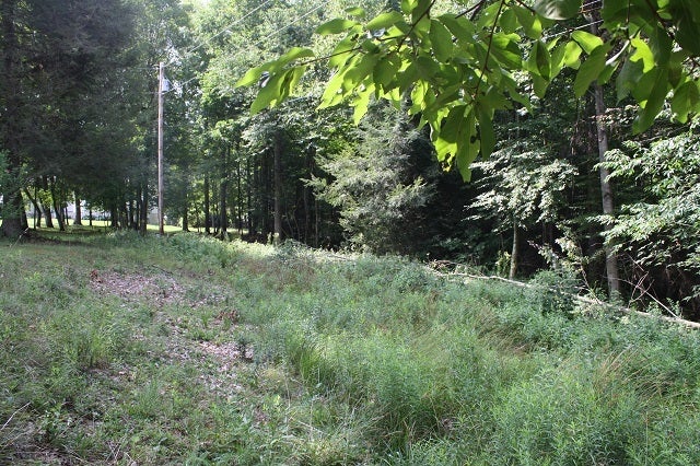 8906 Ridgelawn Road Nettie, WV 26681 - Photo 3 of 14 Behind cemetary to the left facing cemetary
