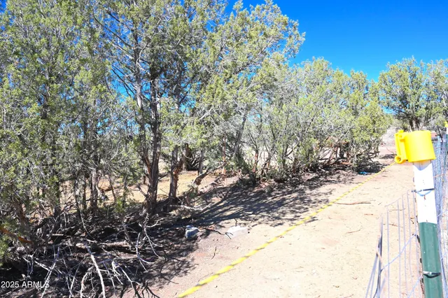 a view of a yard with trees