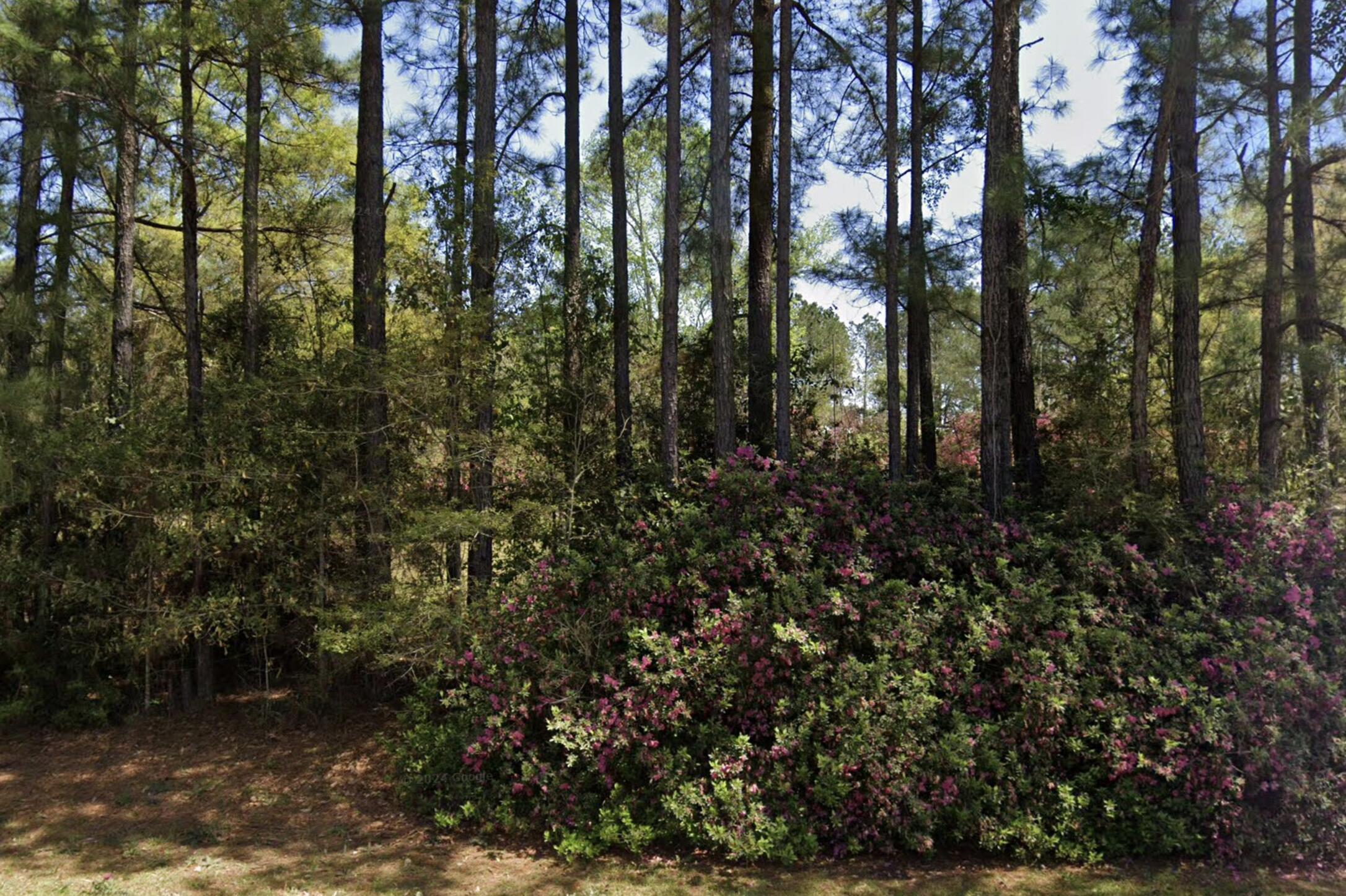 a view of a tree