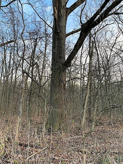 0 Bennington Chapel Road Croton, OH 43013 - Photo 9 of 14 Gallery Image 9