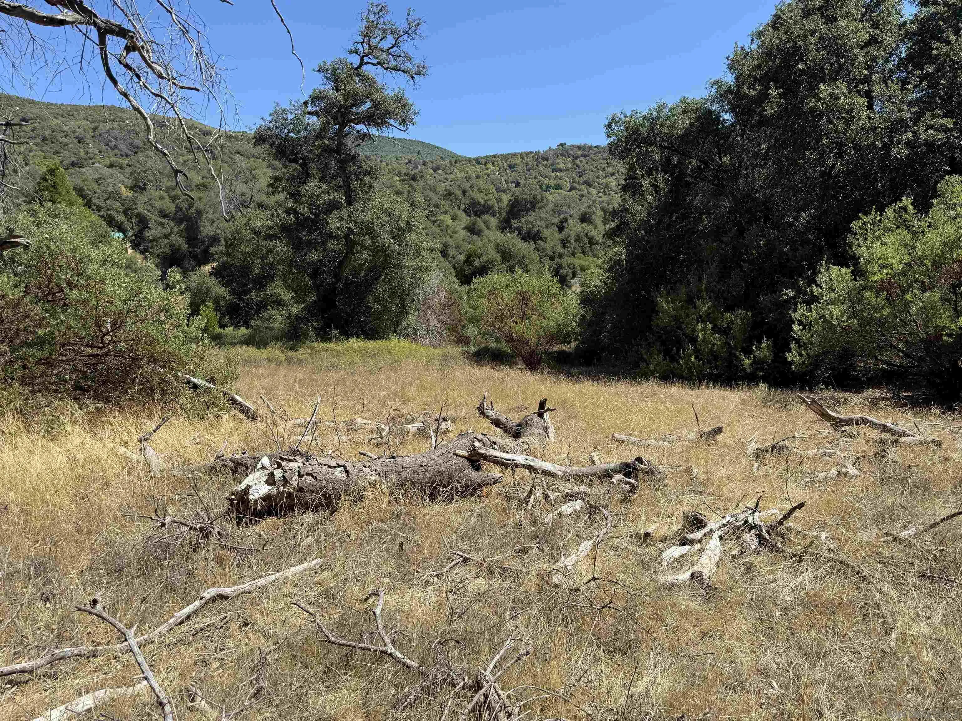 5909 Forest Meadow Road Julian, CA 92036 - Photo 3 of 16 a view of a yard with a tree