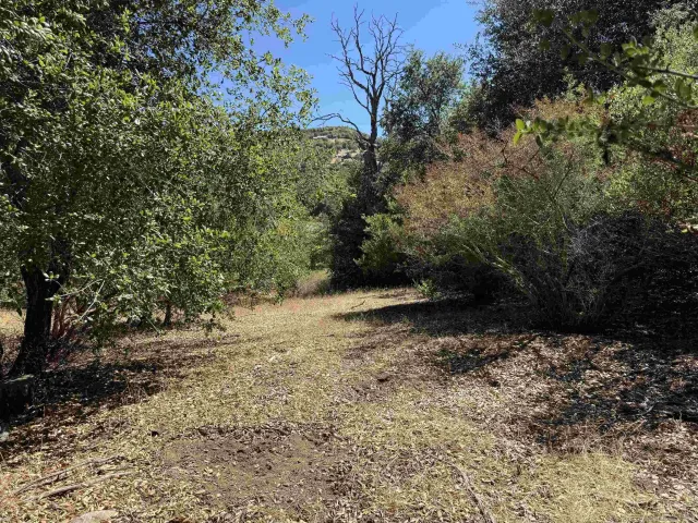 a view of a yard with trees
