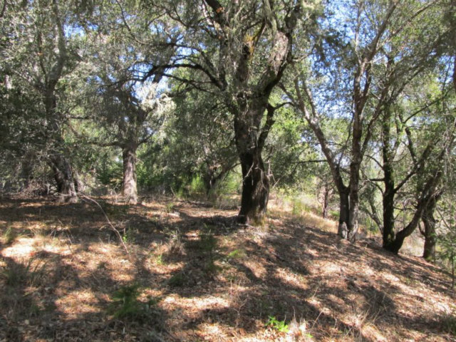 1675 Nelson Road Scotts Valley, CA 95066 - Photo 2 of 14 Gallery Image 2