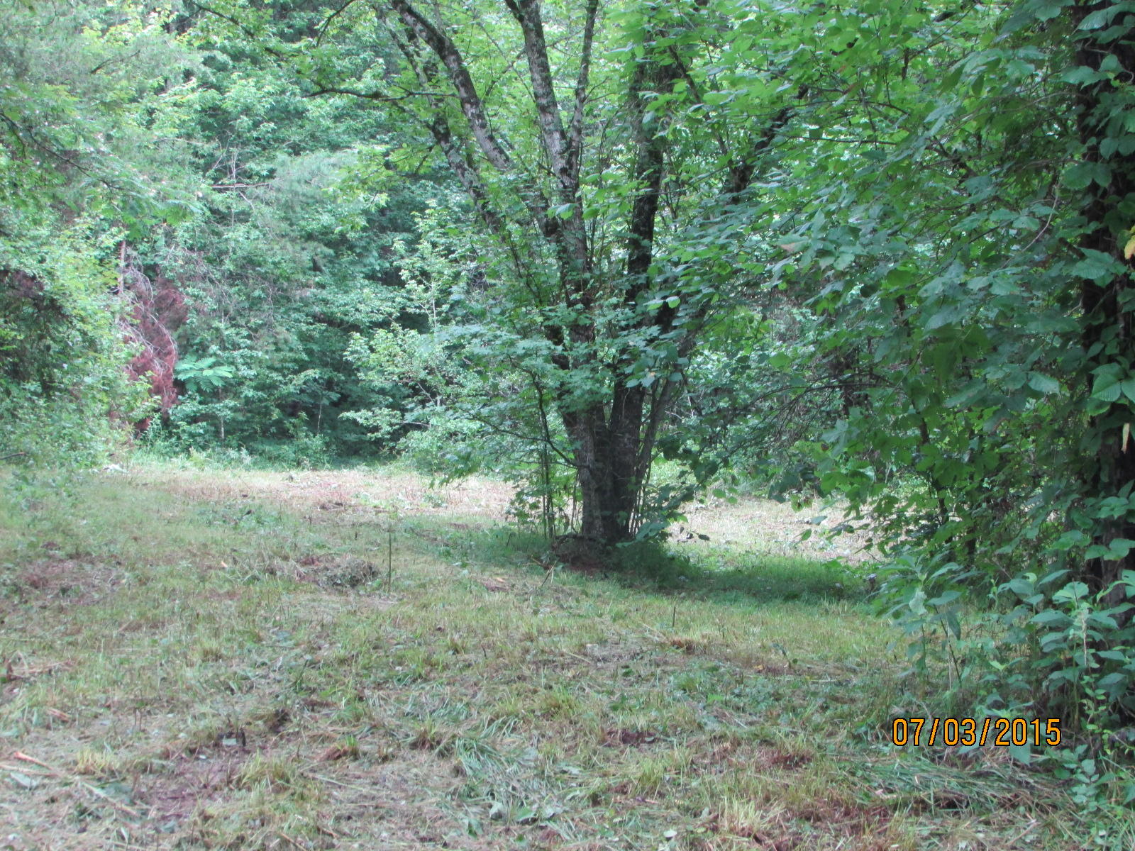 3925 Freels Road Friendsville, TN 37737 - Photo 7 of 7 020