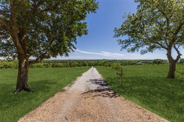 a view of a garden with a tree
