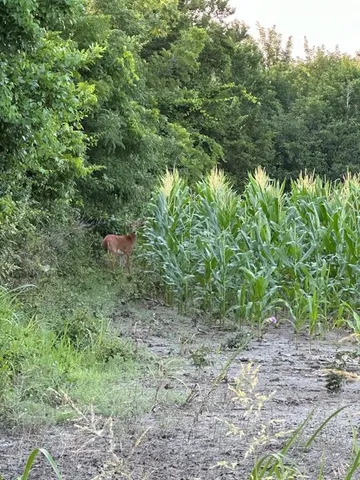 a view of a forest that has a tree